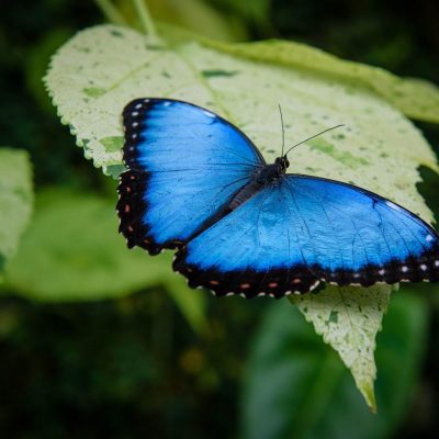 HELICONIAS TROPICAL RAIN FOREST WITH HANGING BRIDGES, WATERFALL & BOTANICAL GARDEN