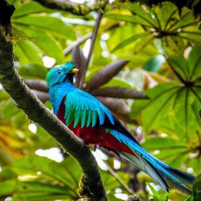 MONTEVERDE CLOUD FOREST… ONE DESTINATION, THREE OPTIONS